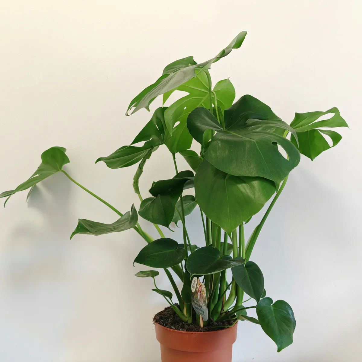 monstera deliciosa - slika 3