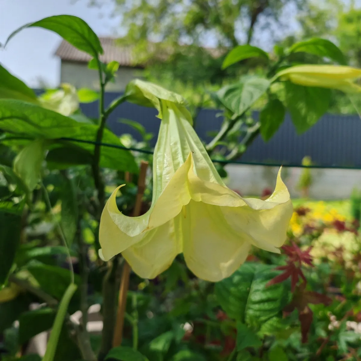 brugmansia/anđeoska truba - slika 8
