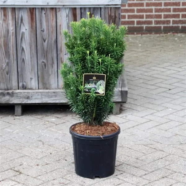 taxus baccata/tisa - slika 2