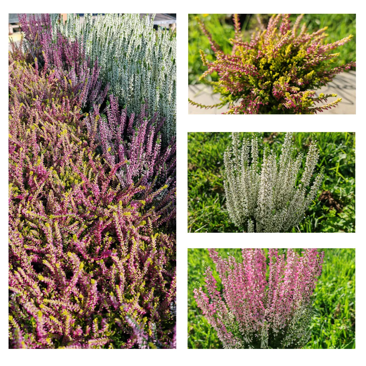 CALLUNA “Beauty Ladies” - Nurkovac, Brestovac