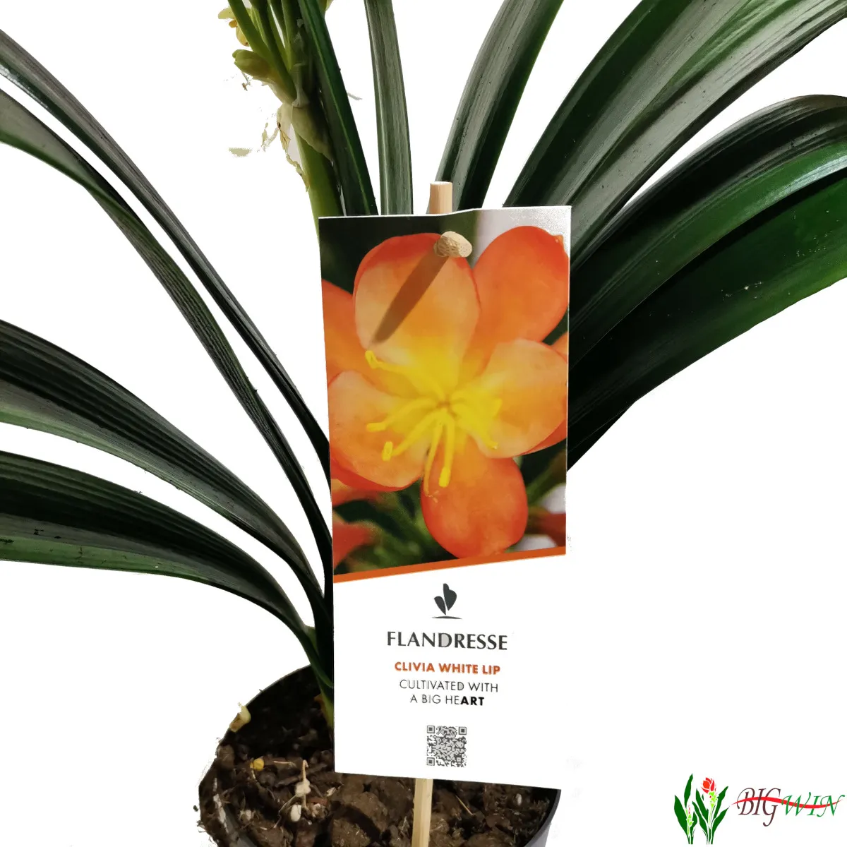 clivia miniata - slika 2