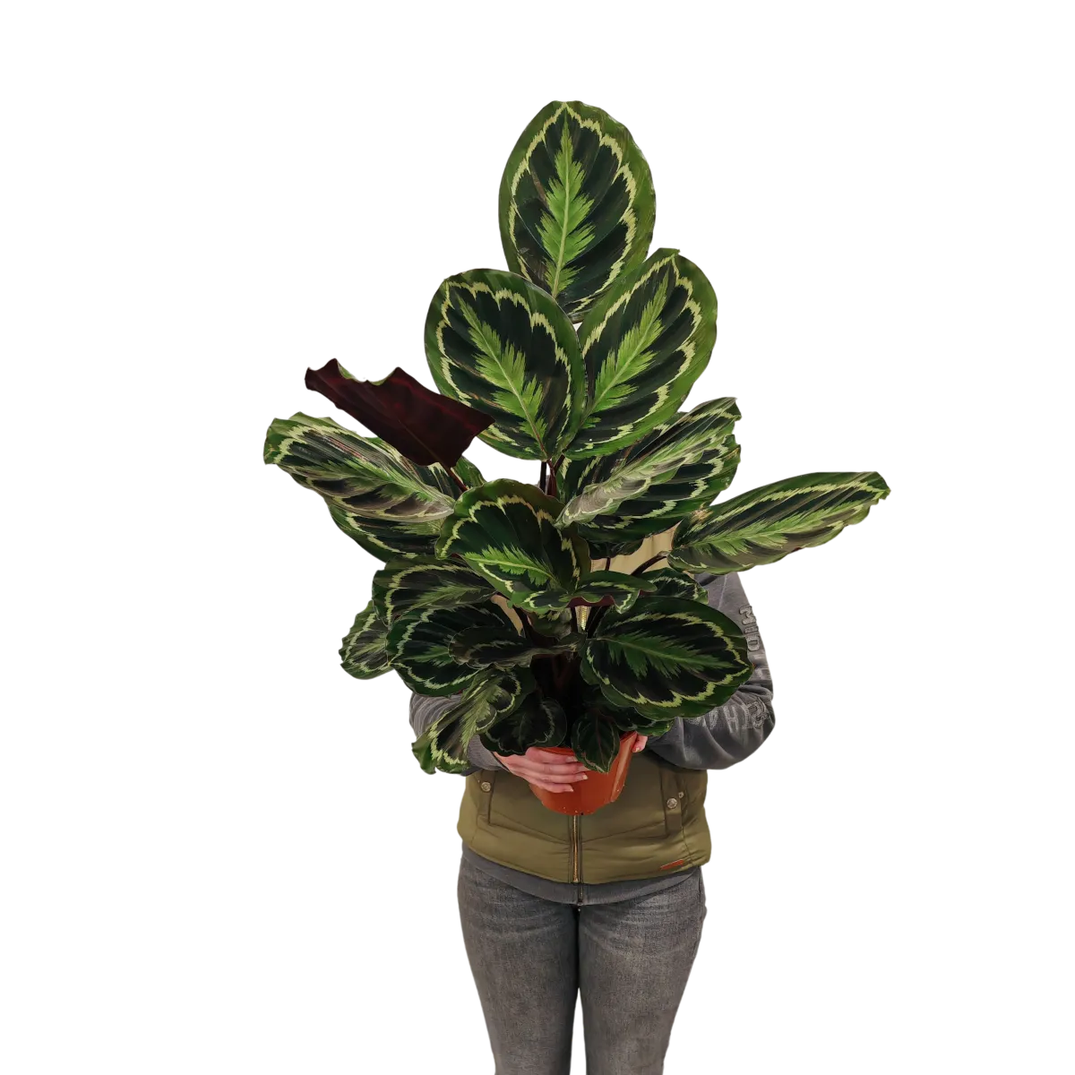 calathea “medallion” - slika 2