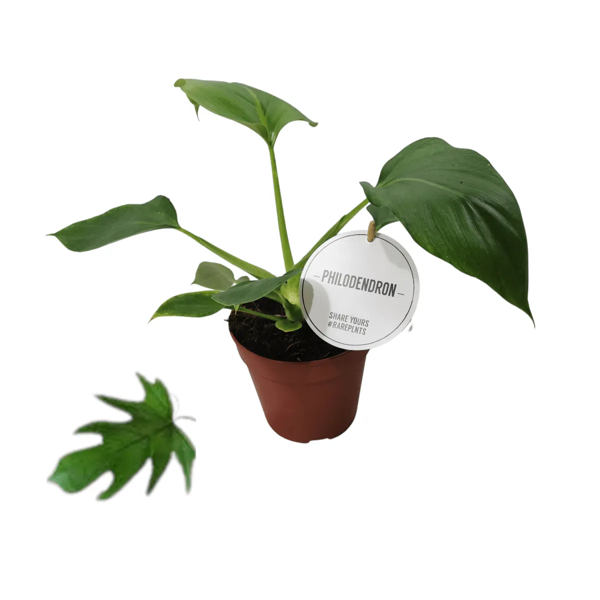 PHILODENDRON “Warszewiczii” - Brestovac