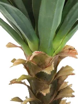 europalms yucca palm, 165cm - slika 2
