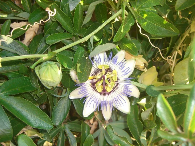passion fruit- marakuja 11,95e/kg - slika 3