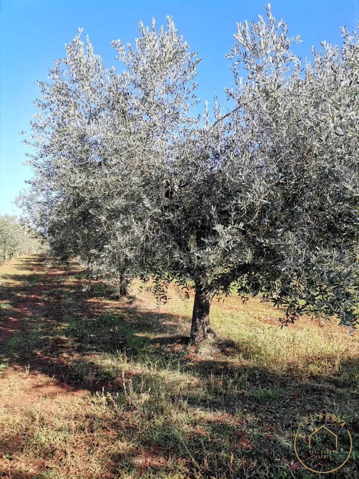 poljoprivredno zemljište, kršin - slika 2