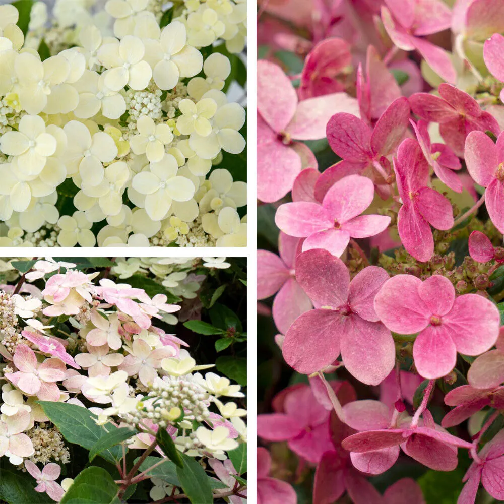 hydrangea p. “petite bell” mini hortenzija - slika 3