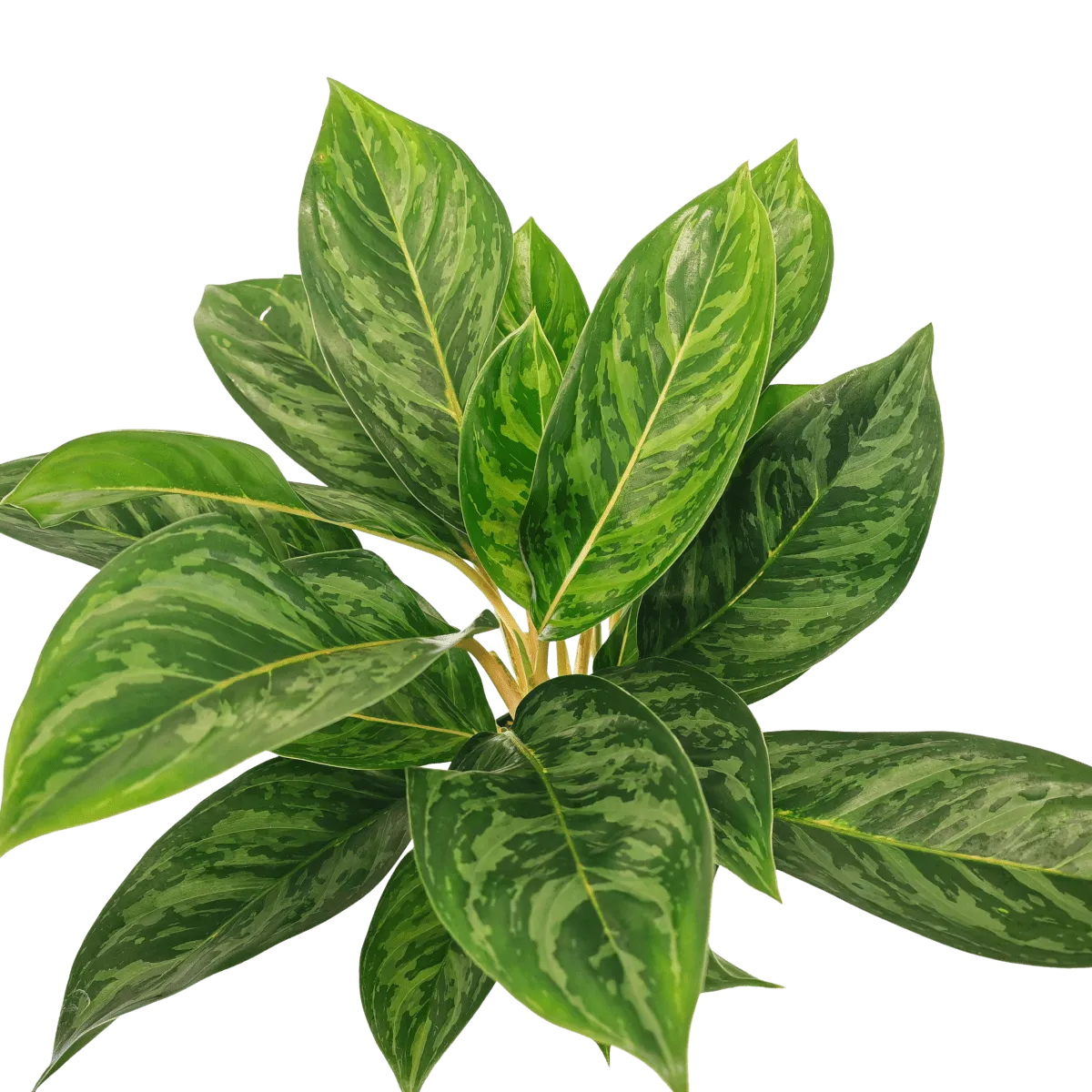 aglaonema - sobno cvijeće - slika 4