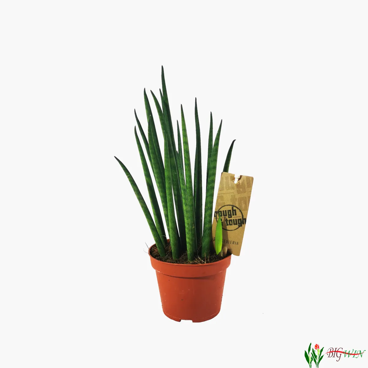 sansevieria bac “mikado” - slika 2