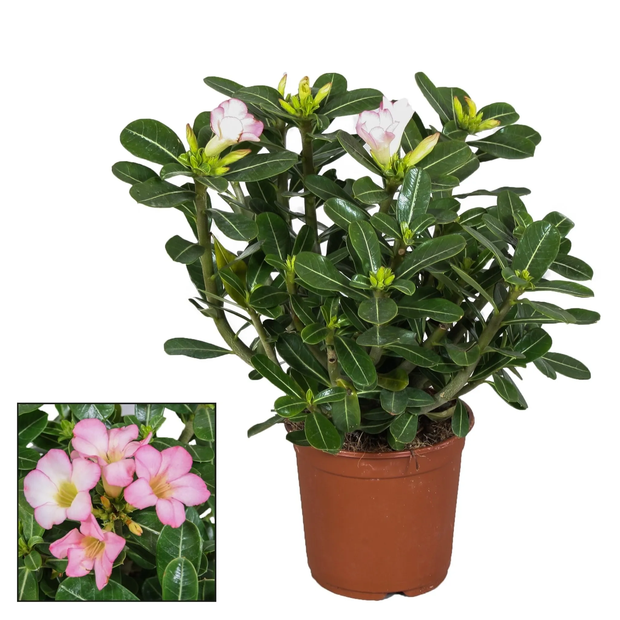 pustinjska ruža /adenium obesum - slika 5