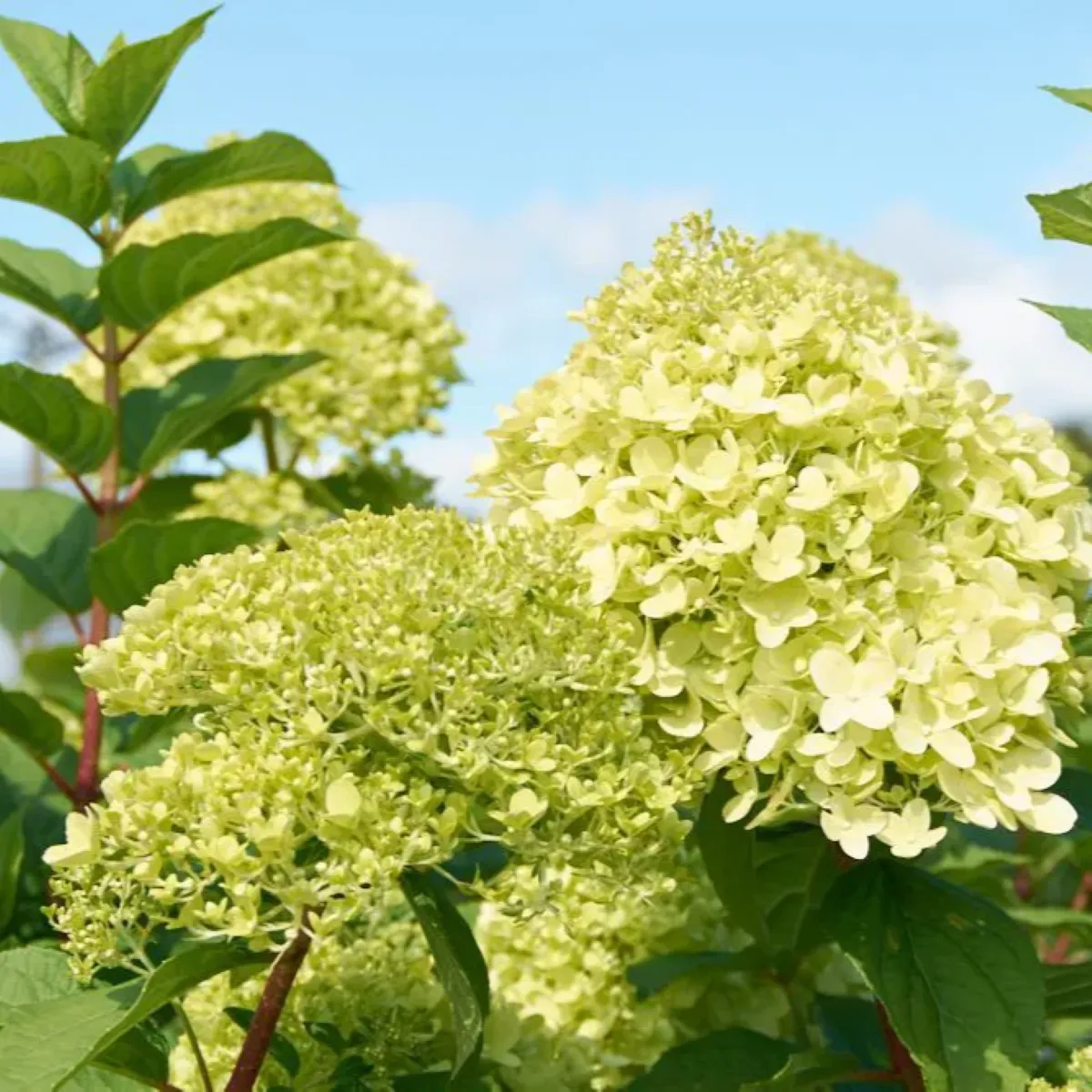 hydrangea pan. “lemonlight” - slika 2