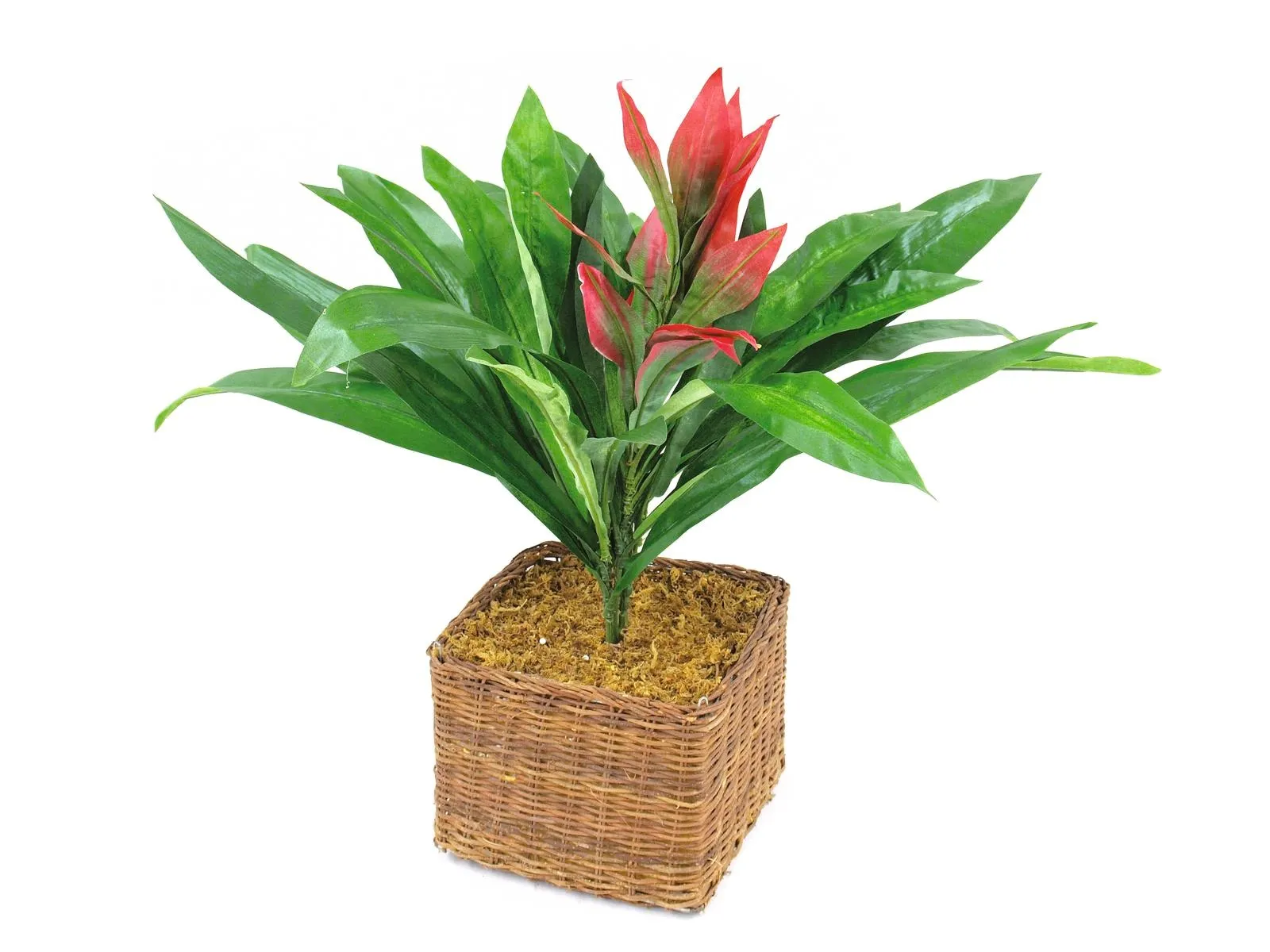 EUROPALMS Guzmania with red flower, 48cm - Križevci