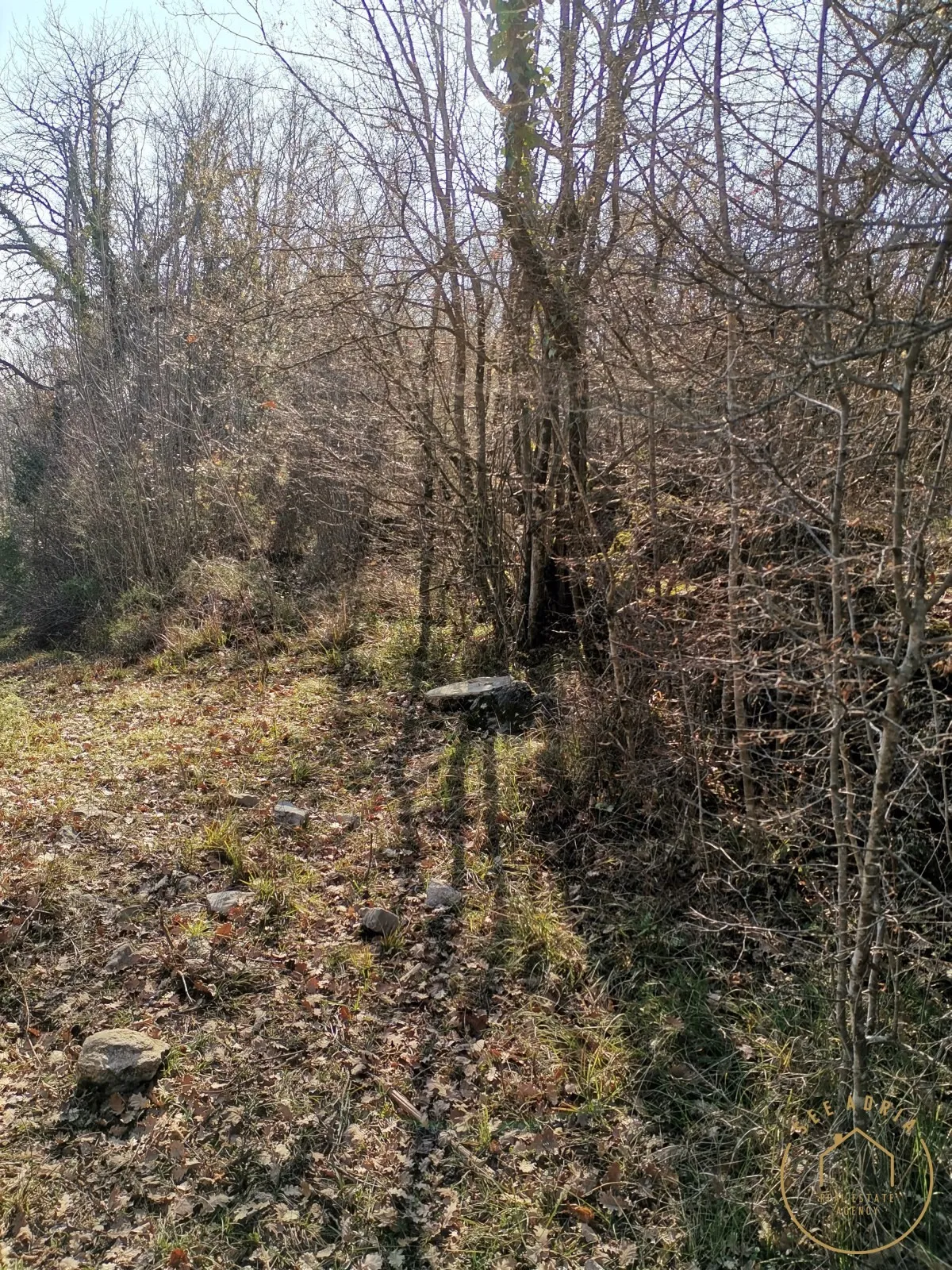 velika šuma sa ruševinom - slika 9