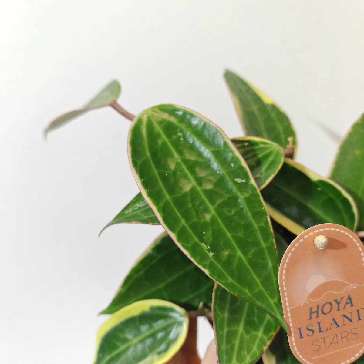 hoya latifolia “albomarginata” - slika 3