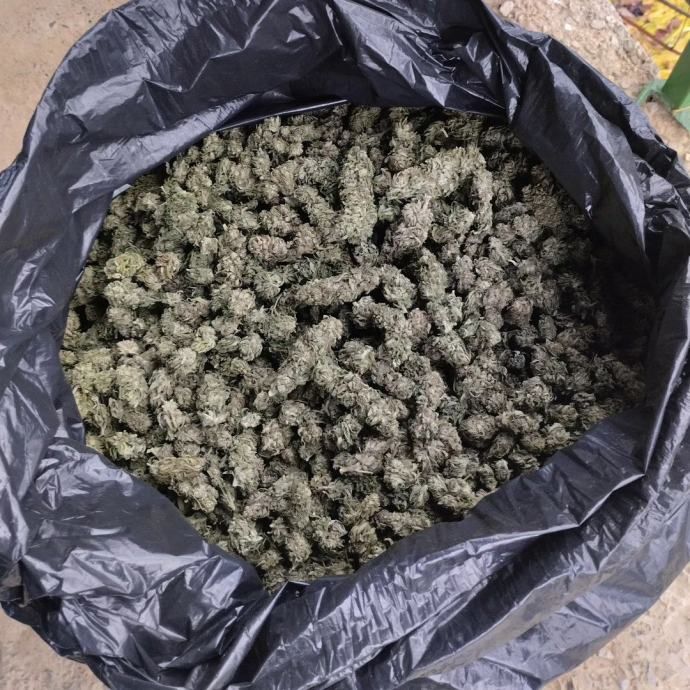*cbg-cbd cvijet konoplje* - slika 4