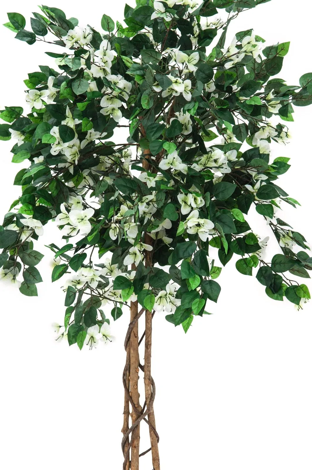 europalms bougainvillea, white, 150cm - slika 2