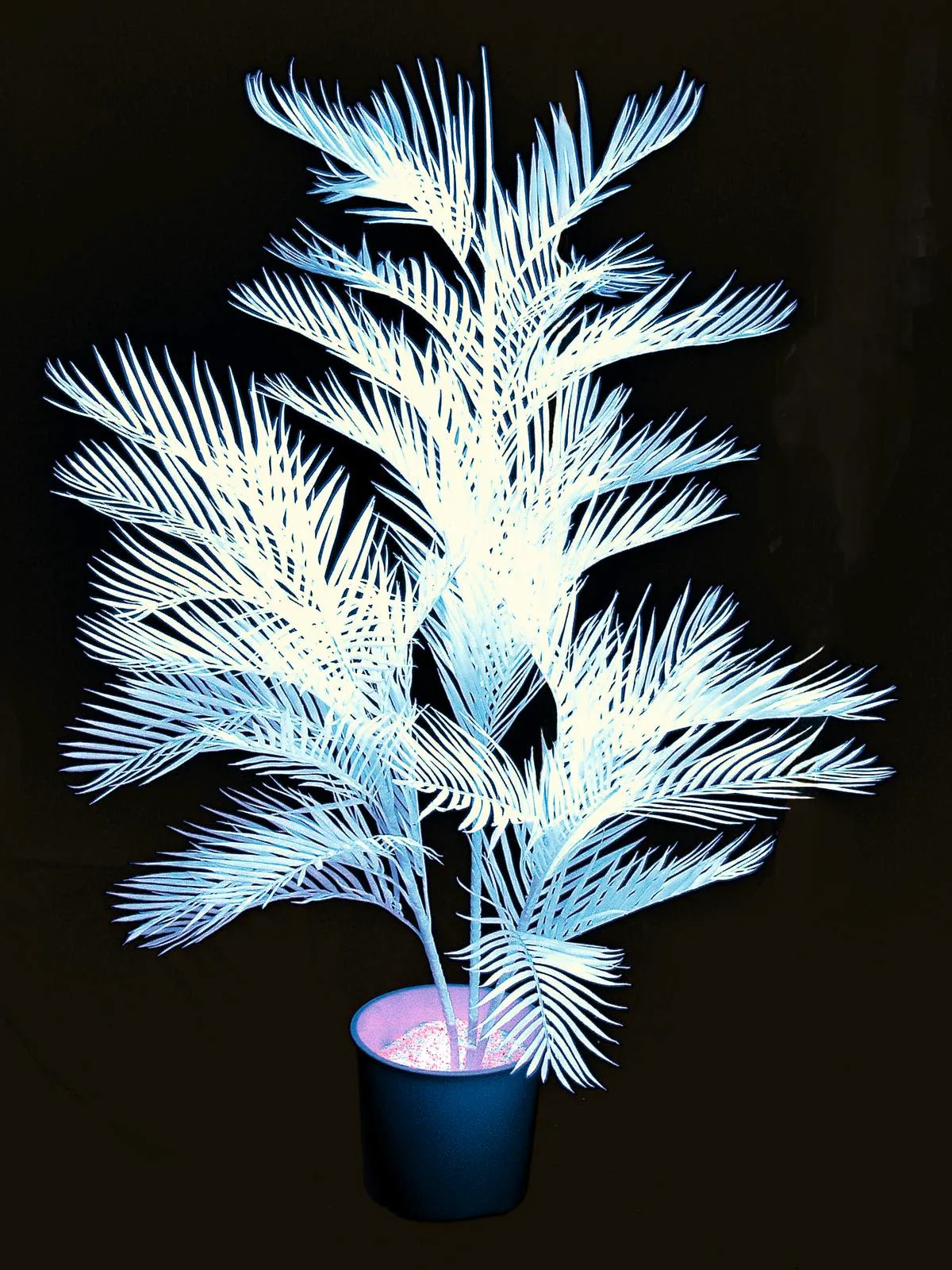 EUROPALMS Kentia palm tree, uv-white, 170cm - Križevci