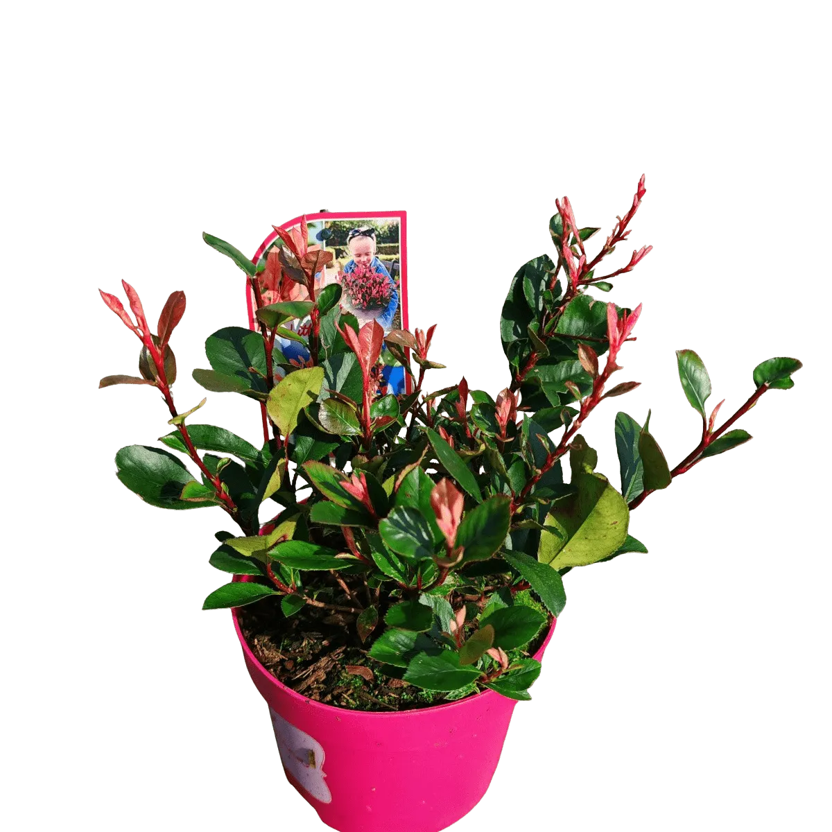 photinia “little fenna” - slika 2