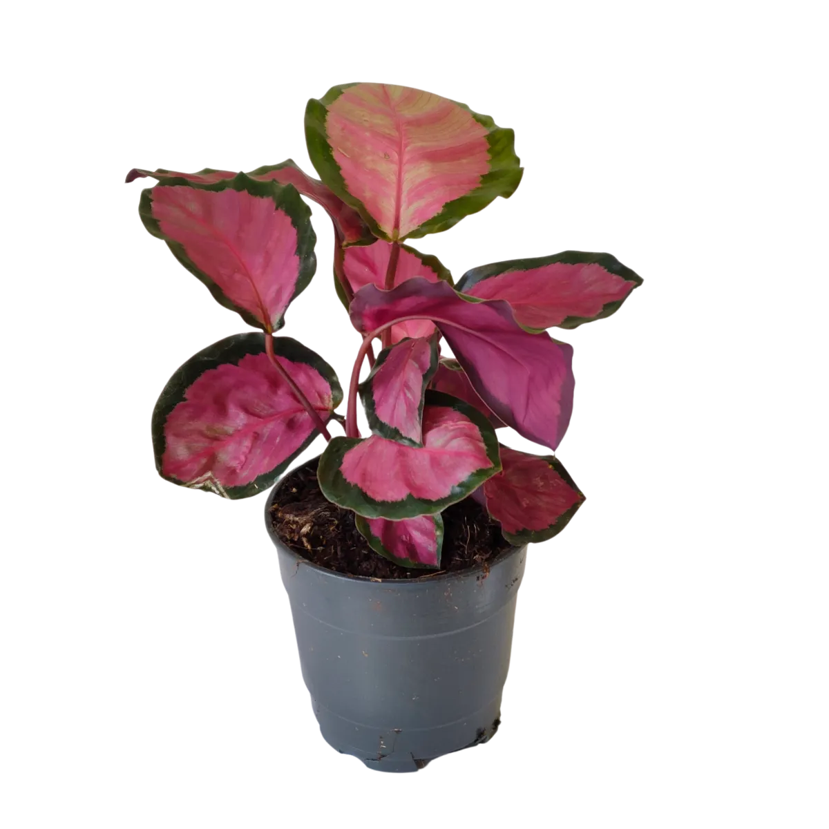 calathea r. “rosy” - slika 2