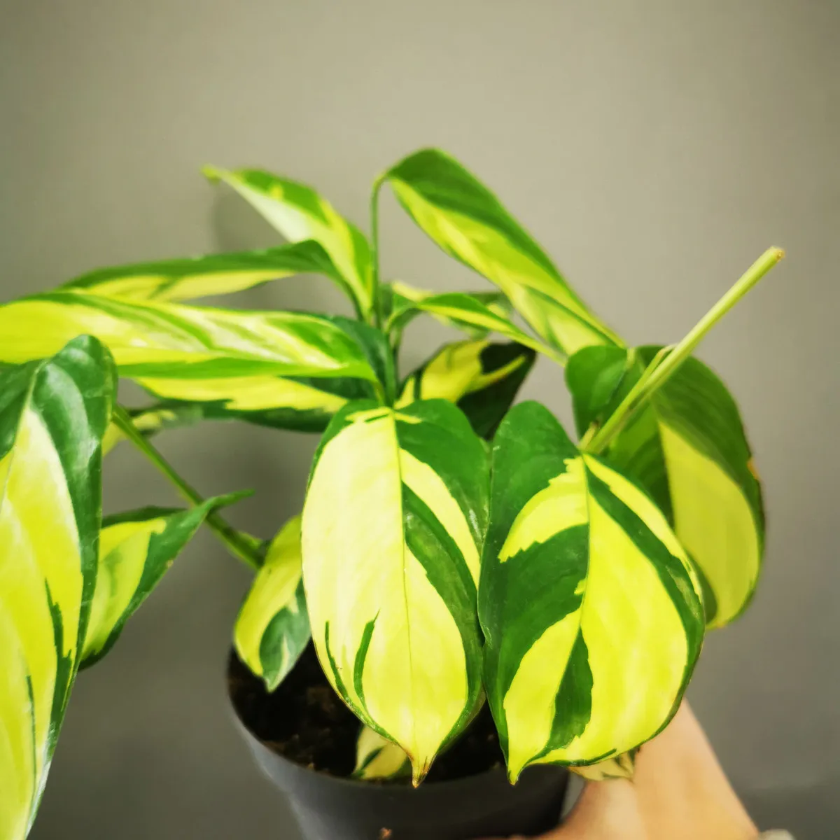 ctenanthe “golden mosaic” - slika 4