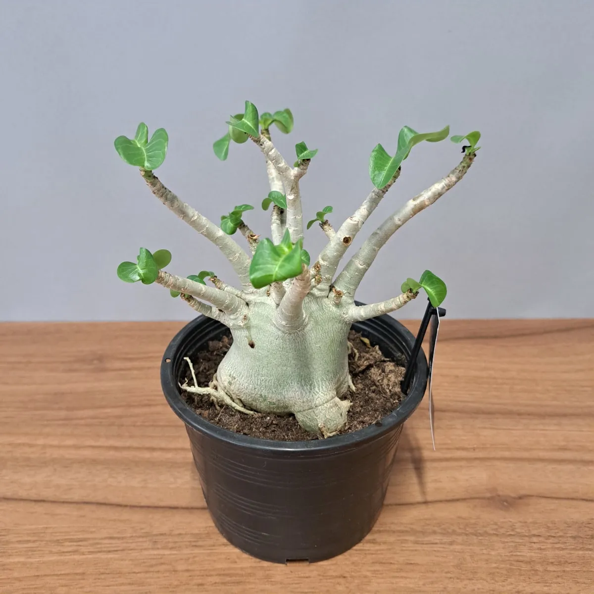 adenium “ansu baobab” - slika 6