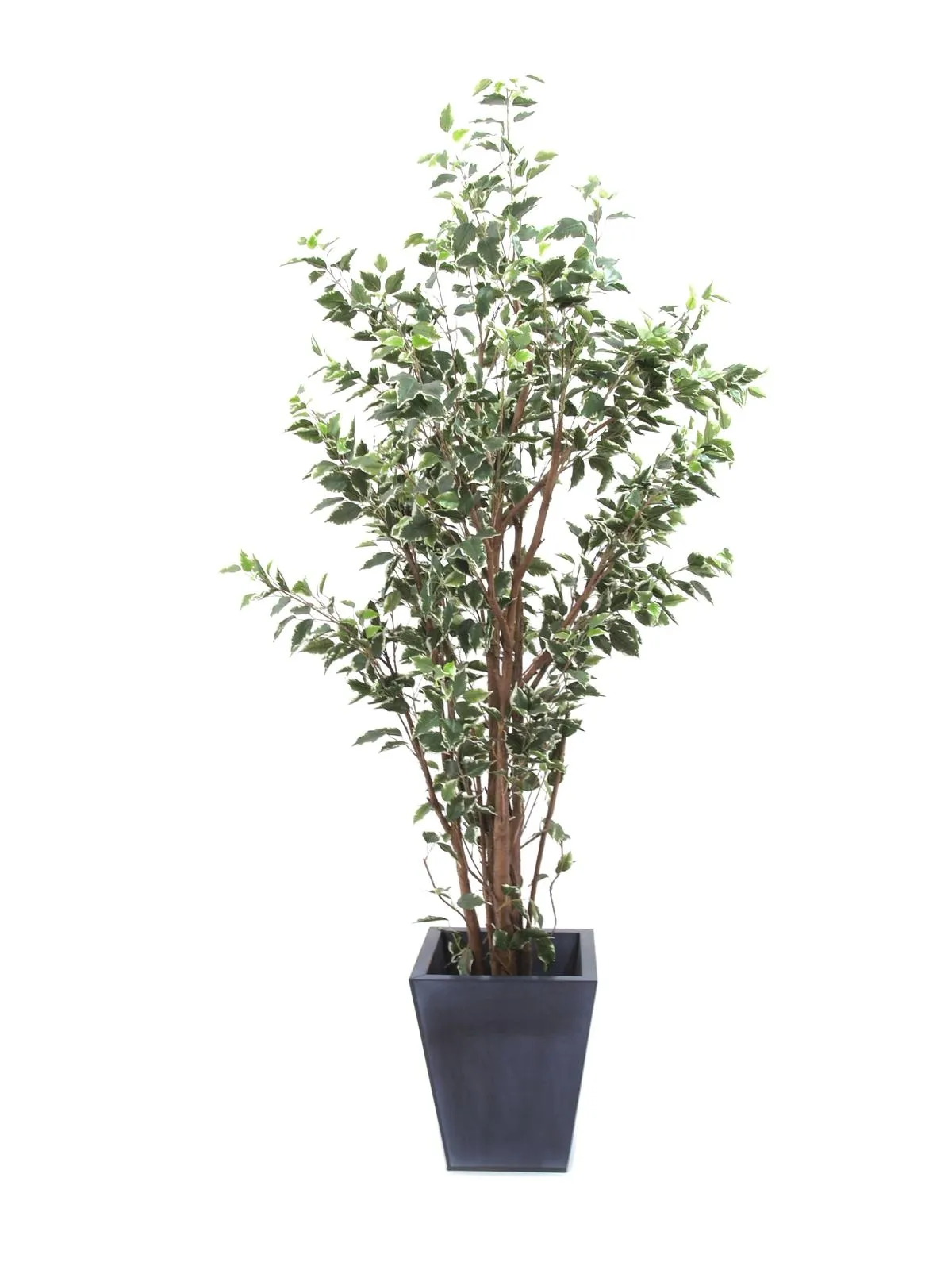 EUROPALMS Ficus tree deluxe, 240cm - Split