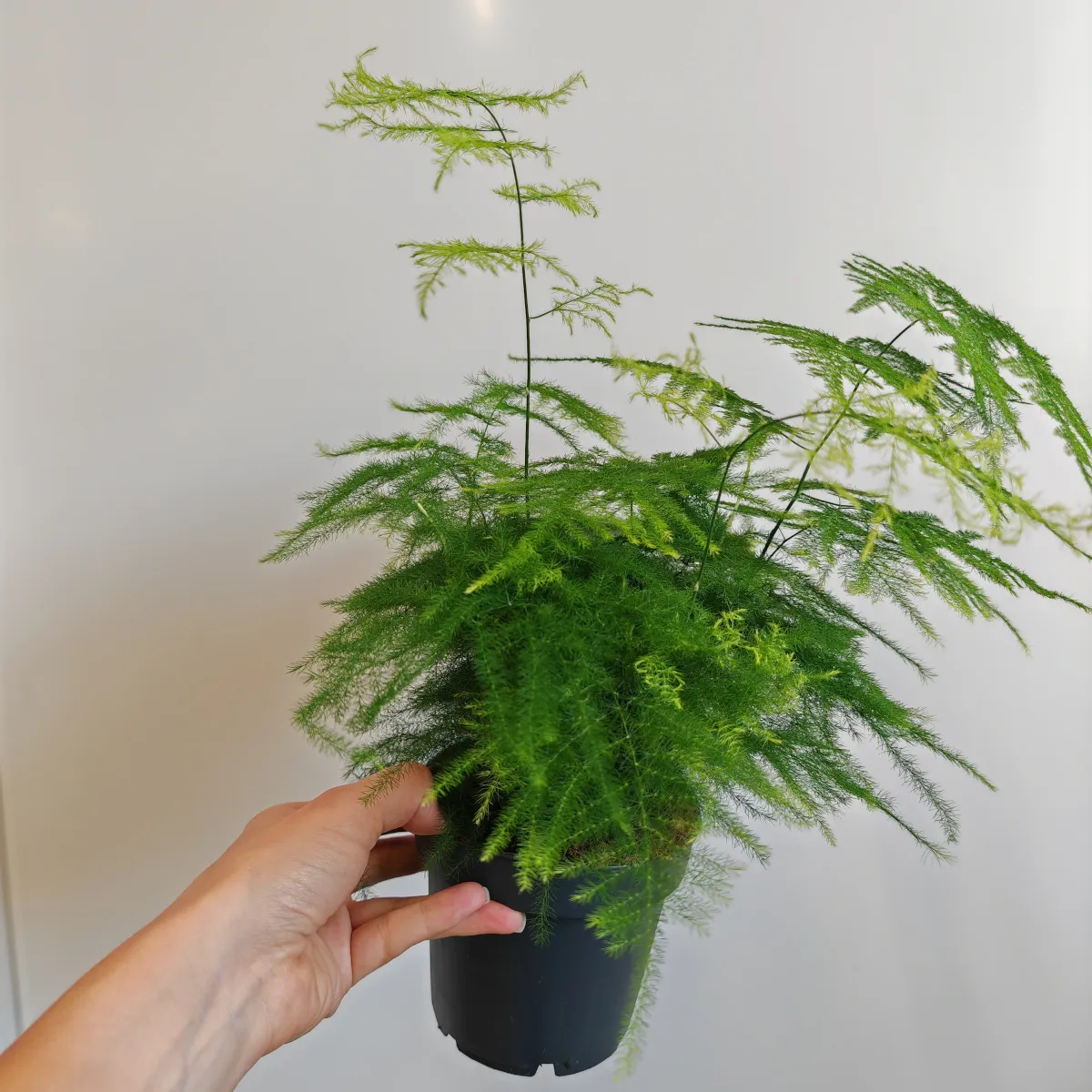 asparagus “plumosus” - slika 3
