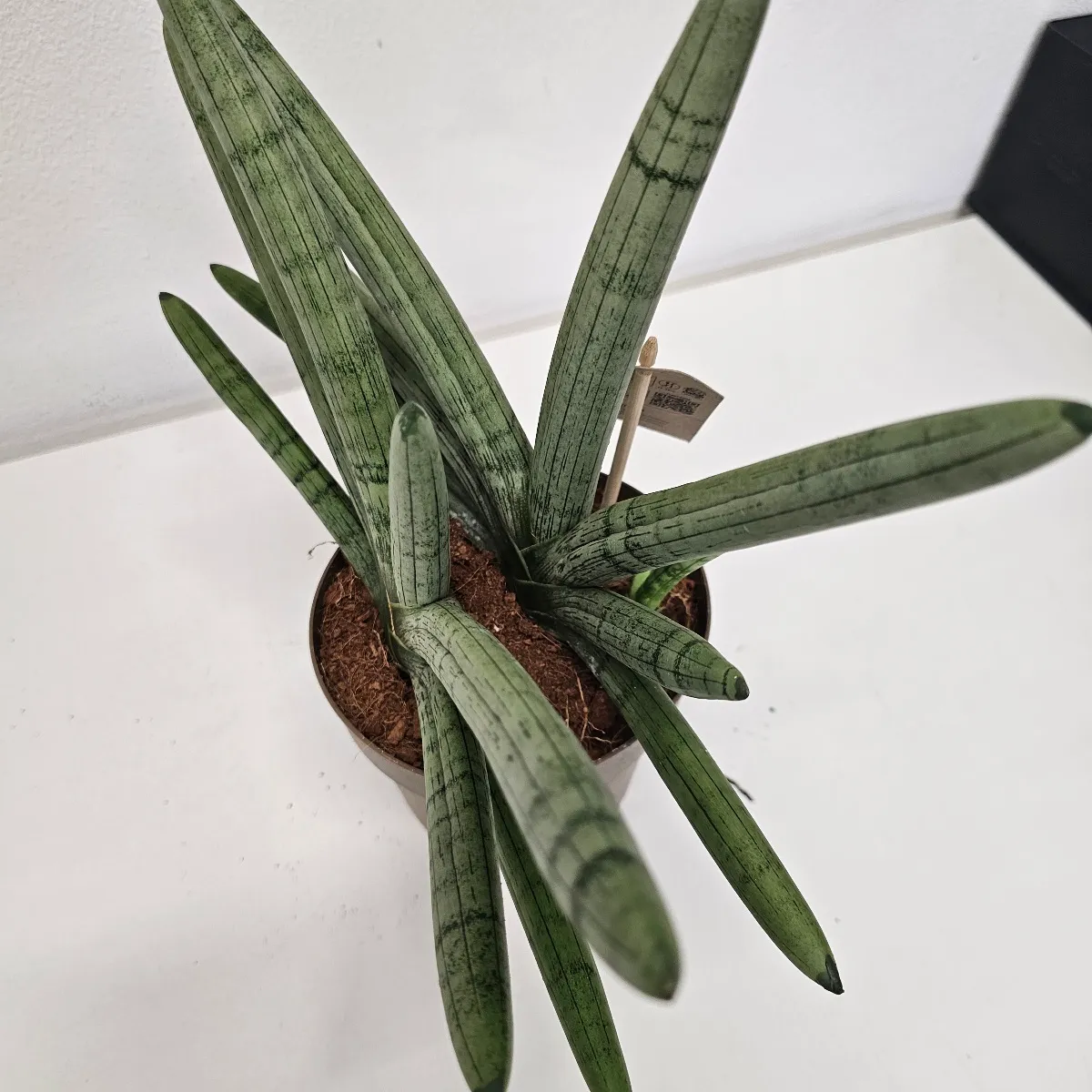 sansevieria cy. “boncellensis” - slika 2