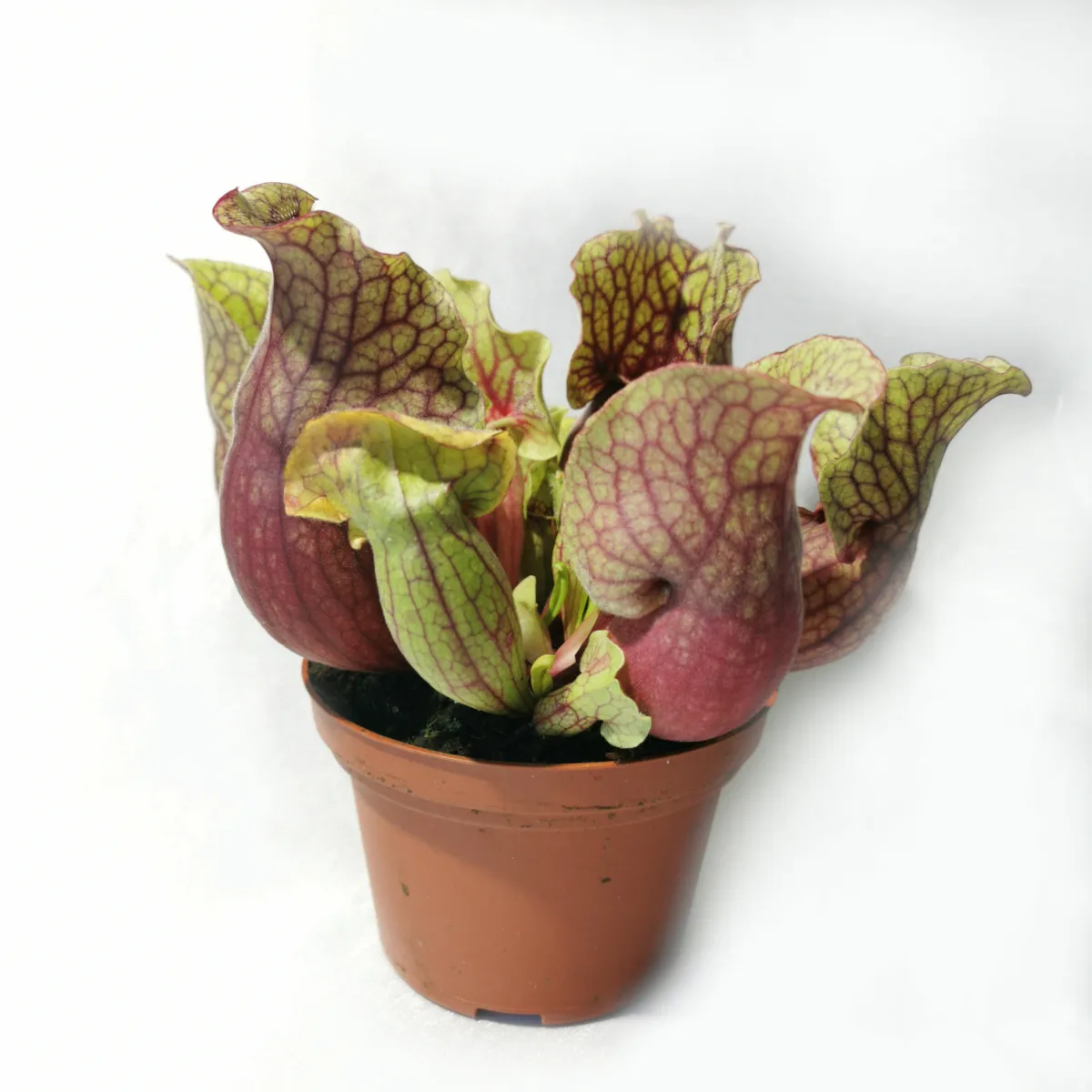dionaea muscipulata/muholovke - slika 3