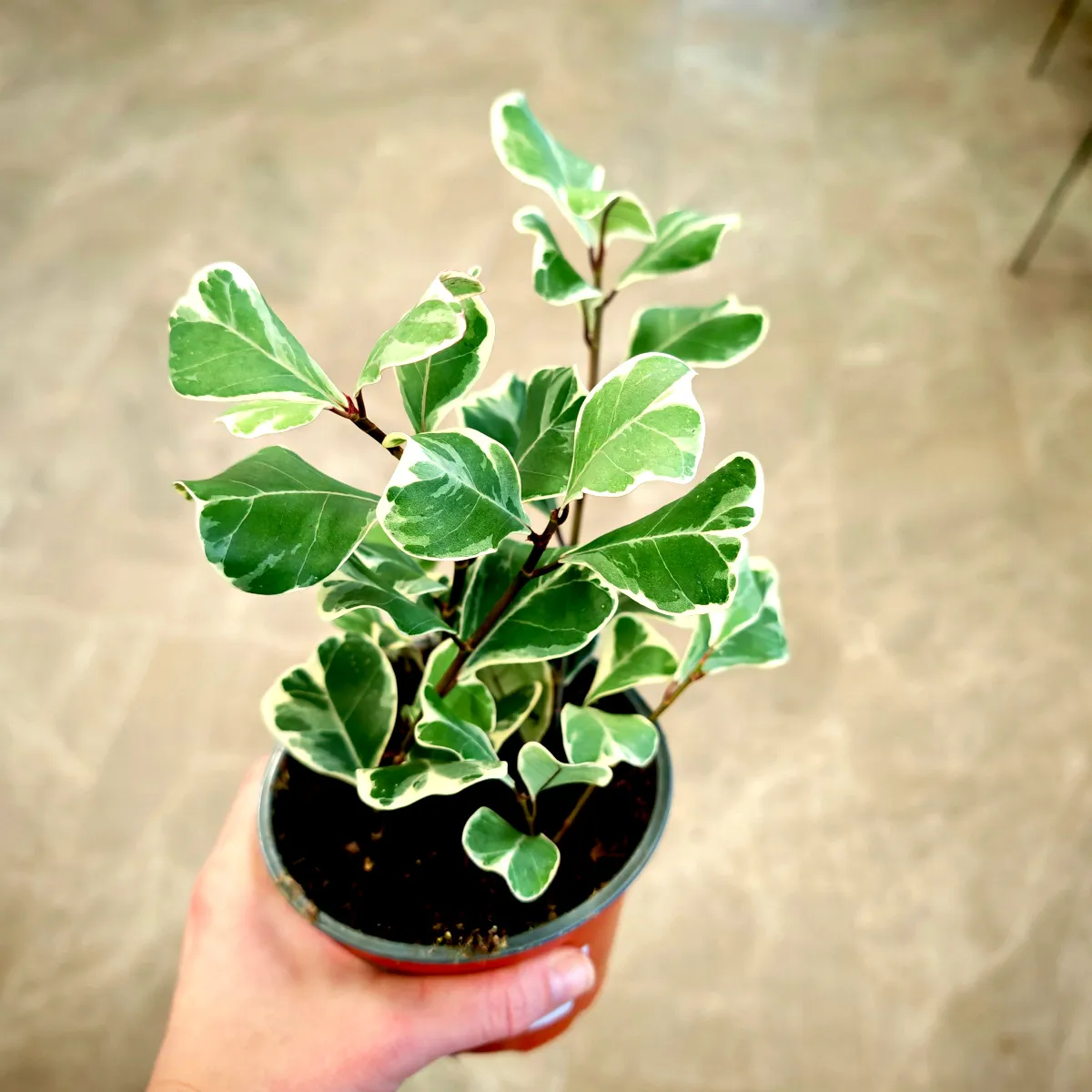 ficus lin “triangelaris”variegata - slika 4