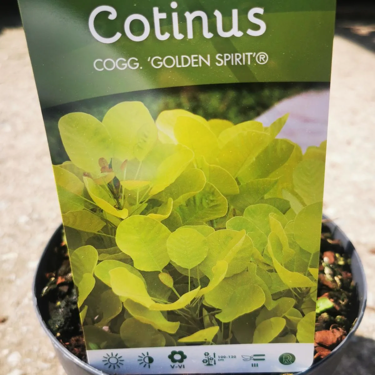 cotinus cog. “golden spirit” - slika 3