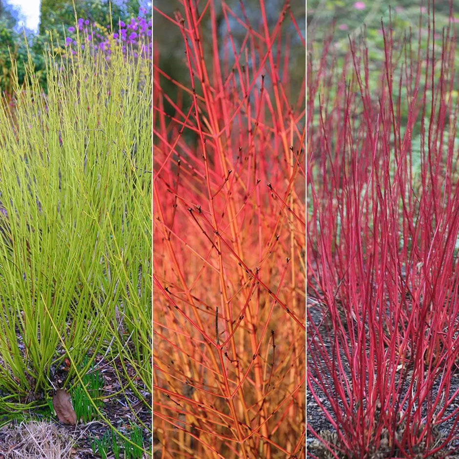 cornus/ukrasni drijen - slika 3
