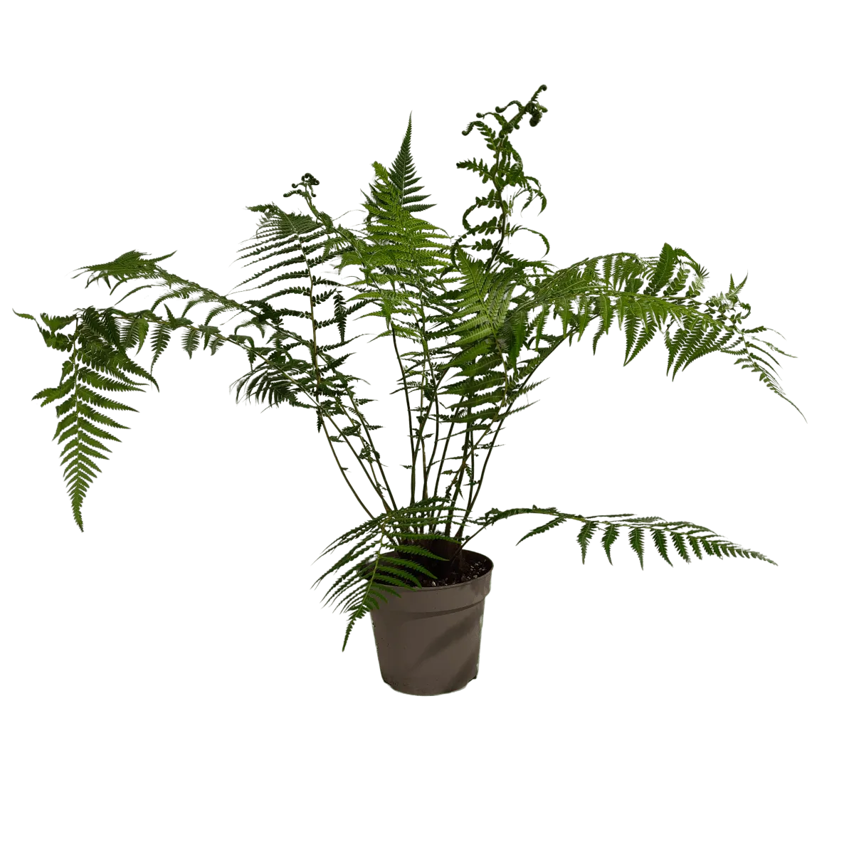 dicksonia antarctica - slika 2