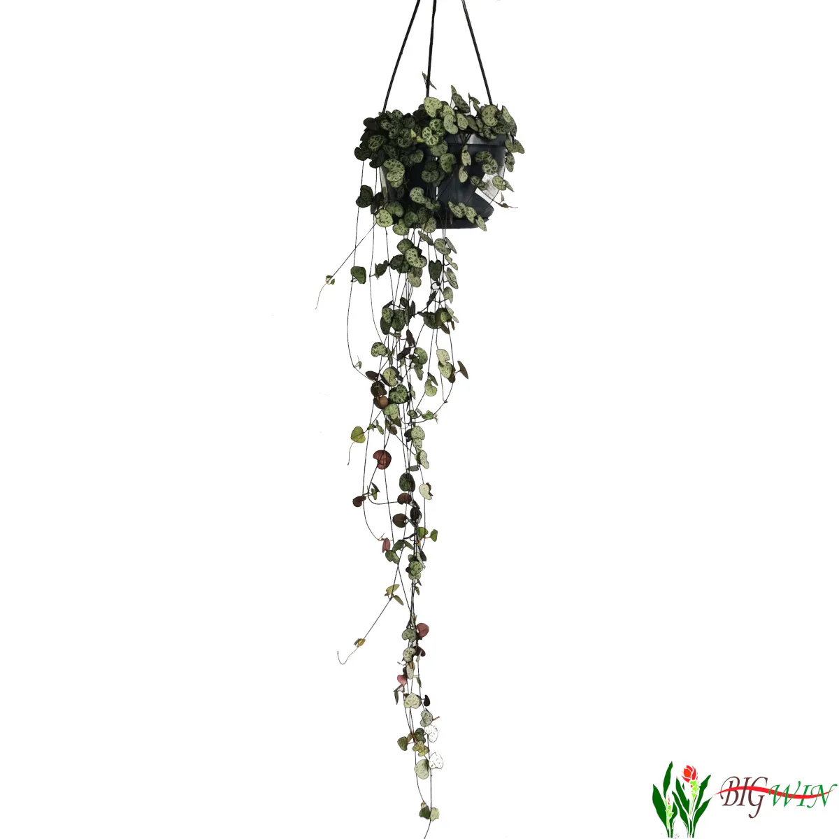 ceropegia woodii - slika 4