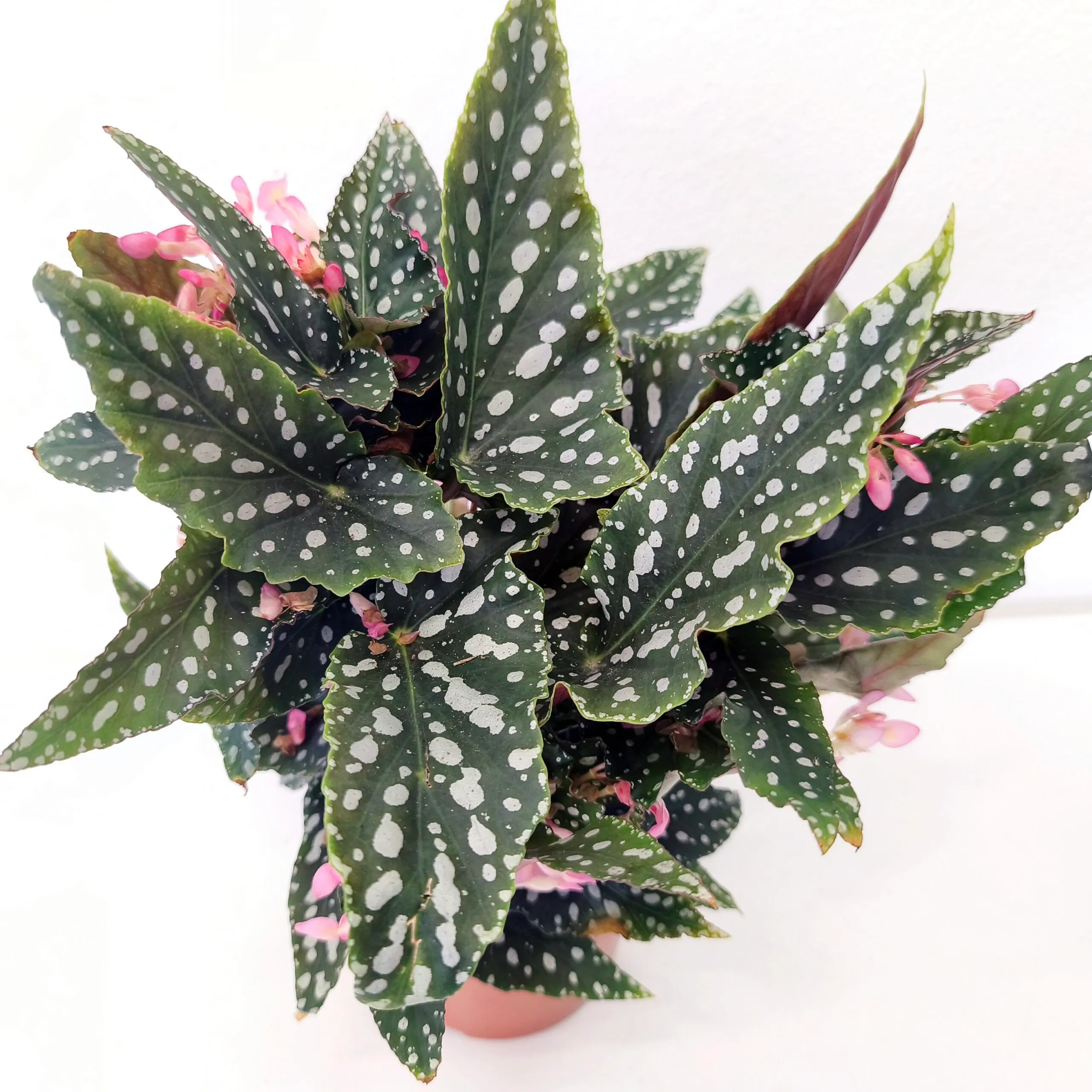 begonia “maculata” - slika 2