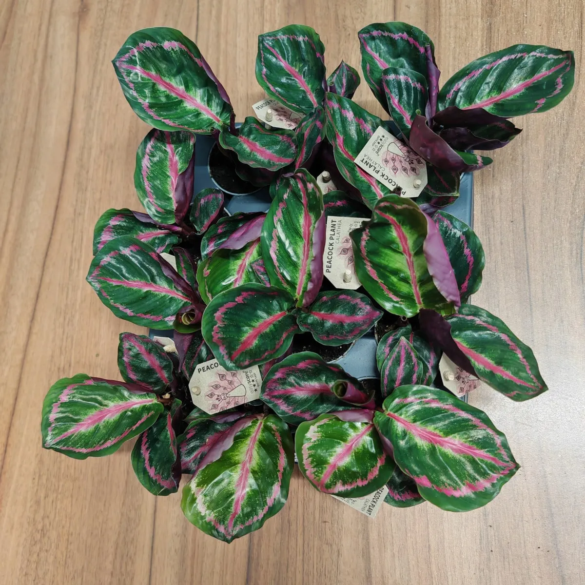 calathea “illustris” - slika 4