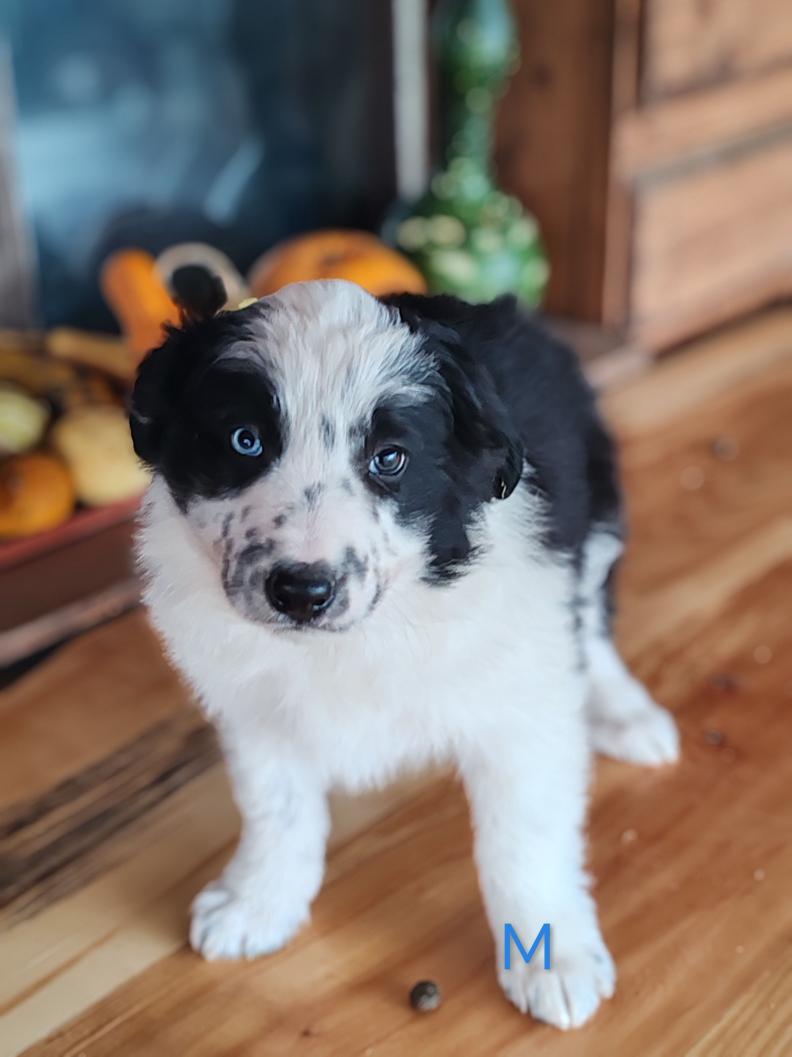 border collie štenci - slika 9
