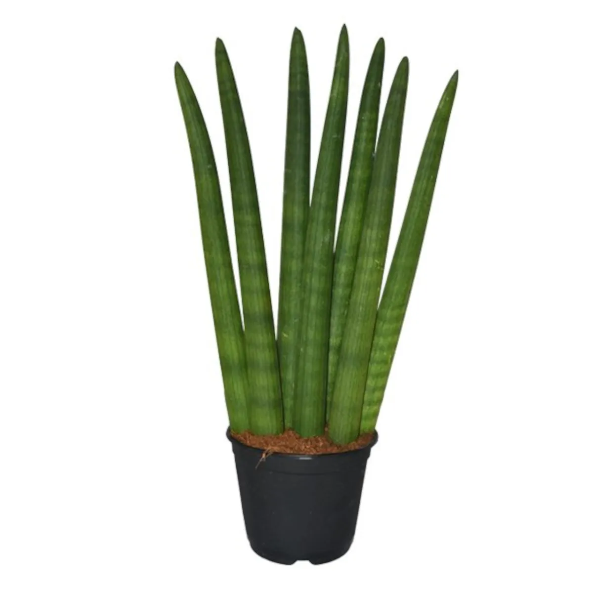 sansevieria cylindrica - slika 3