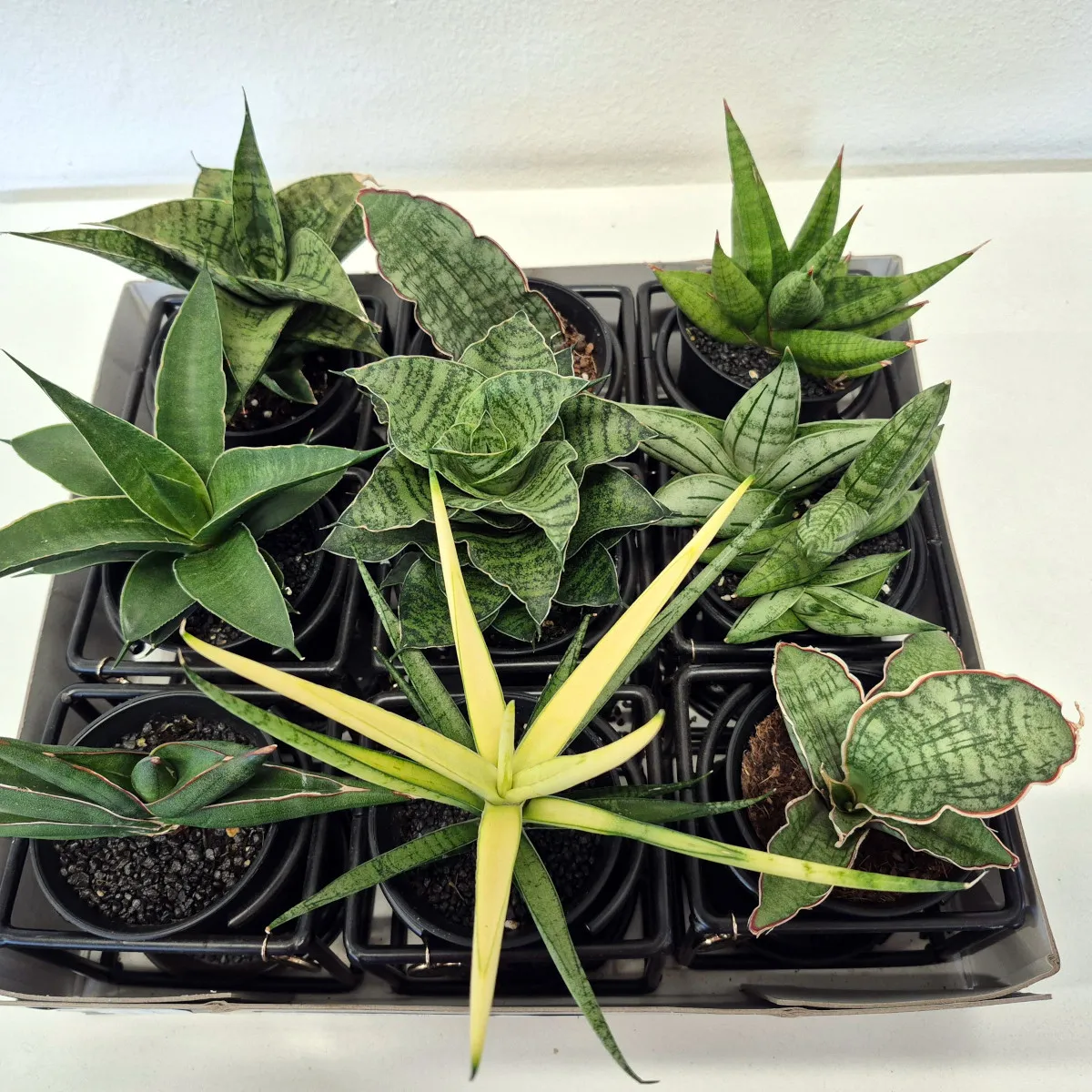 Sansevieria Mix - Brestovac