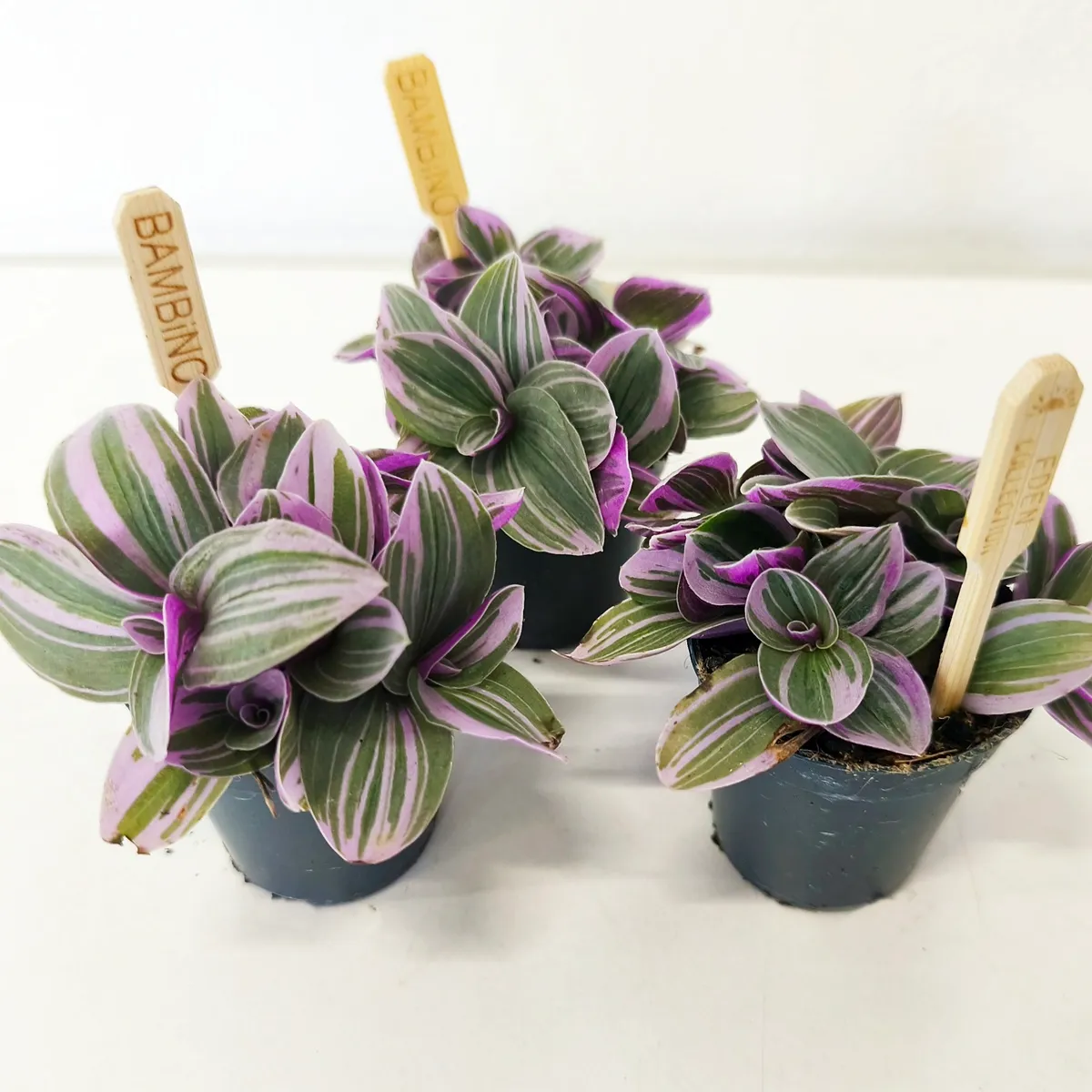 tradescantia sweetness - slika 3
