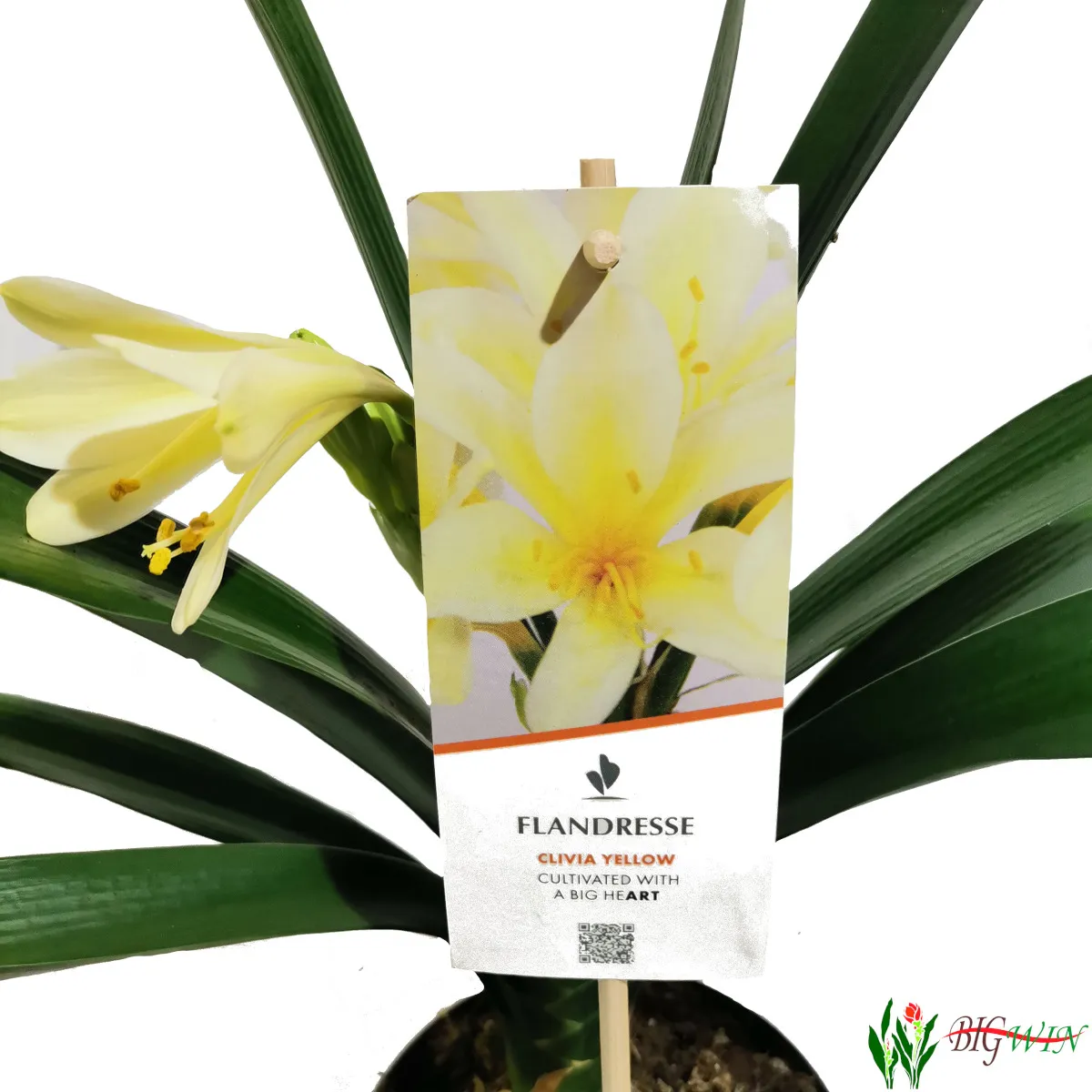 clivia miniata - slika 3