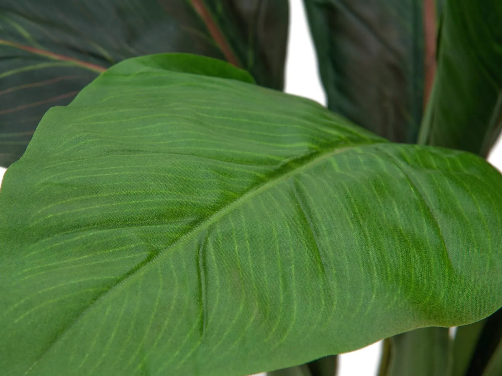 europalms sago palm tree, 45cm - slika 2
