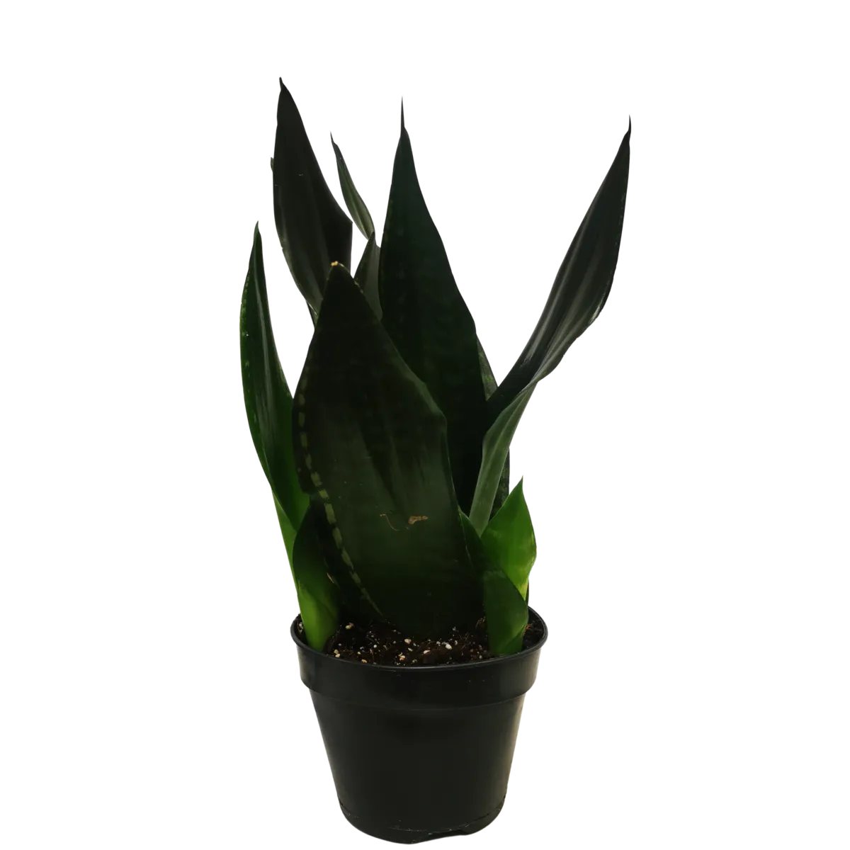 sansevieria trif. “grey stripe” - slika 3