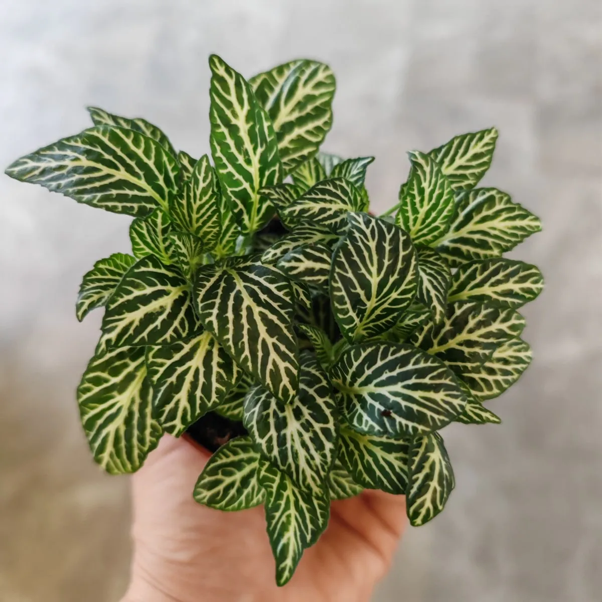 fittonia verschaffeltii - slika 8