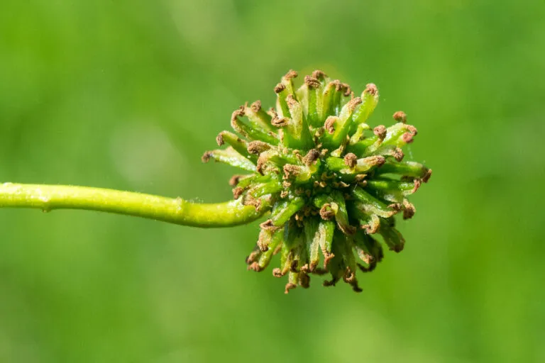 liquidambar styraciflua - slika 3