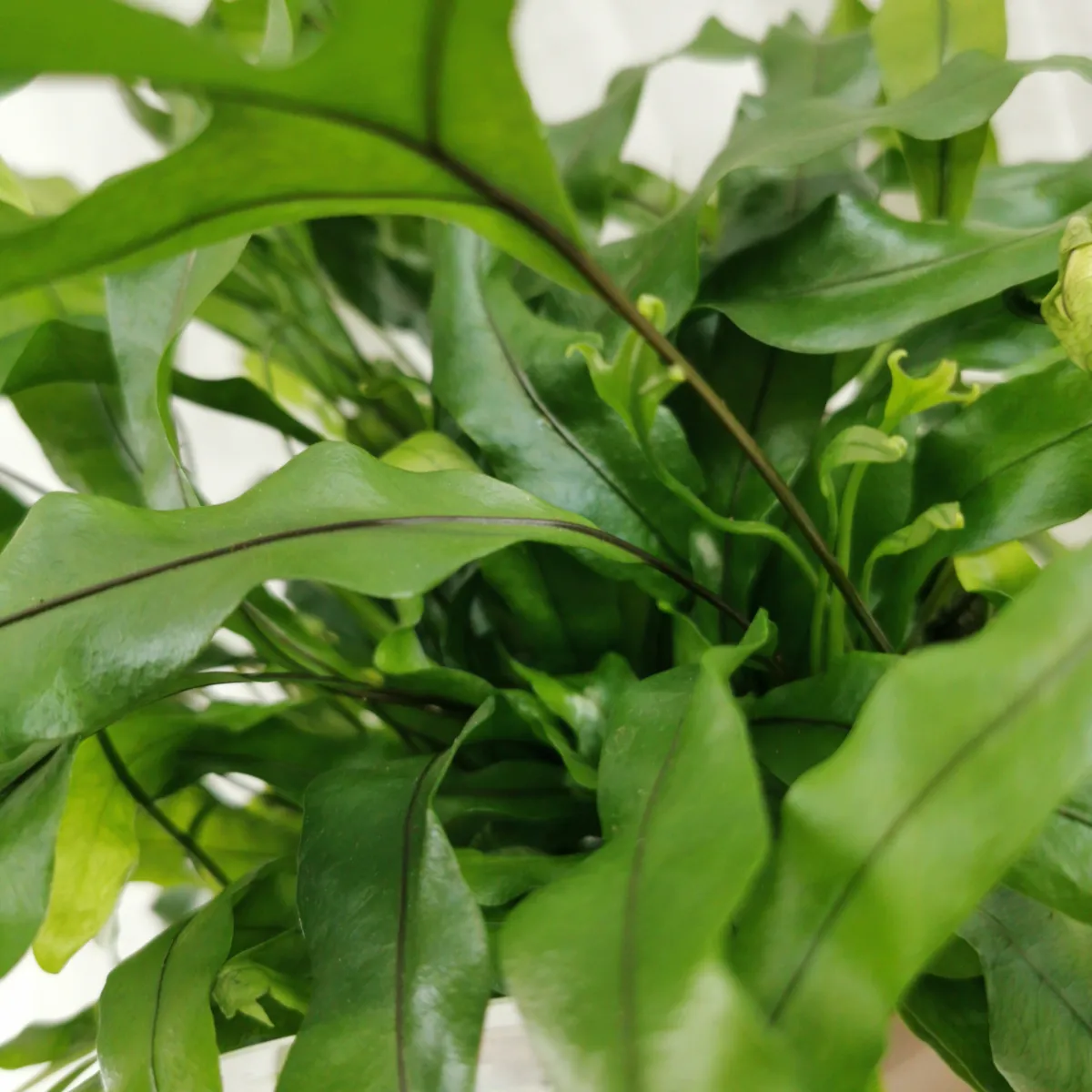 microsorum diversifolium na vulkanskom kamenu - slika 2