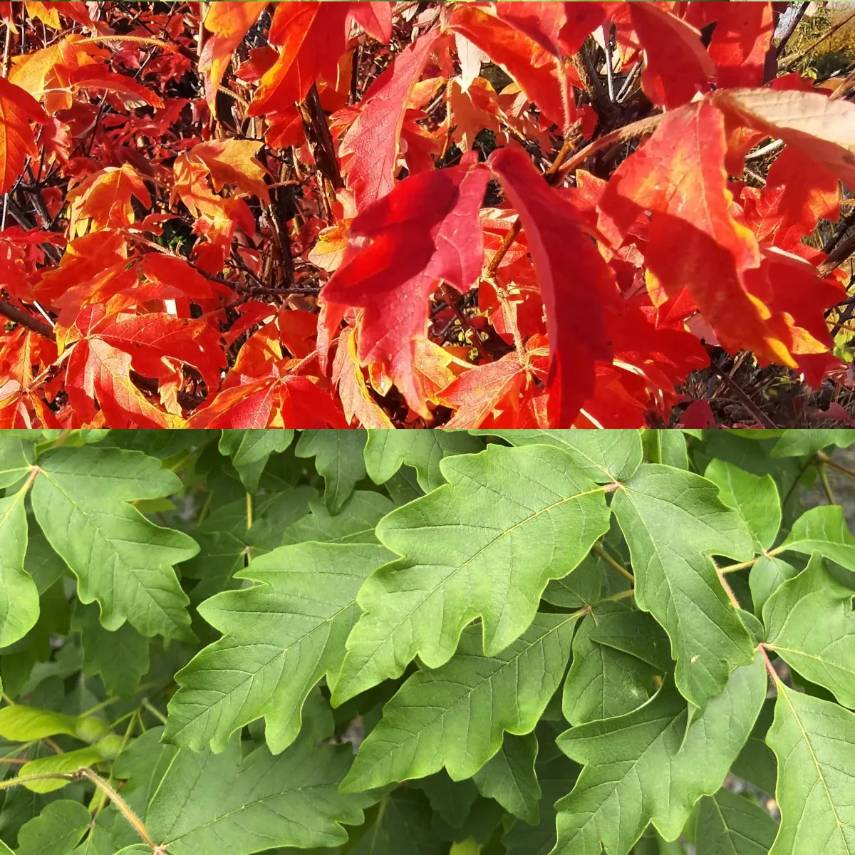 acer griseum - slika 2