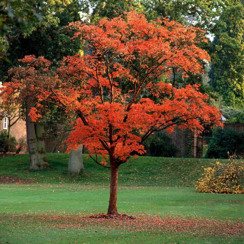 acer griseum - slika 4