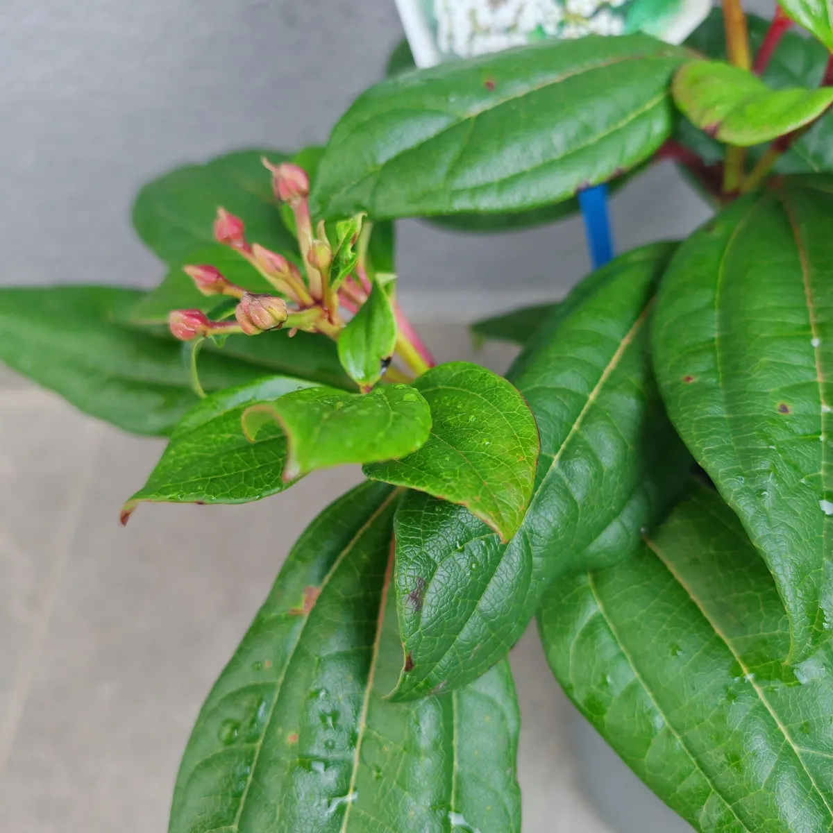 viburnum davidii - slika 4
