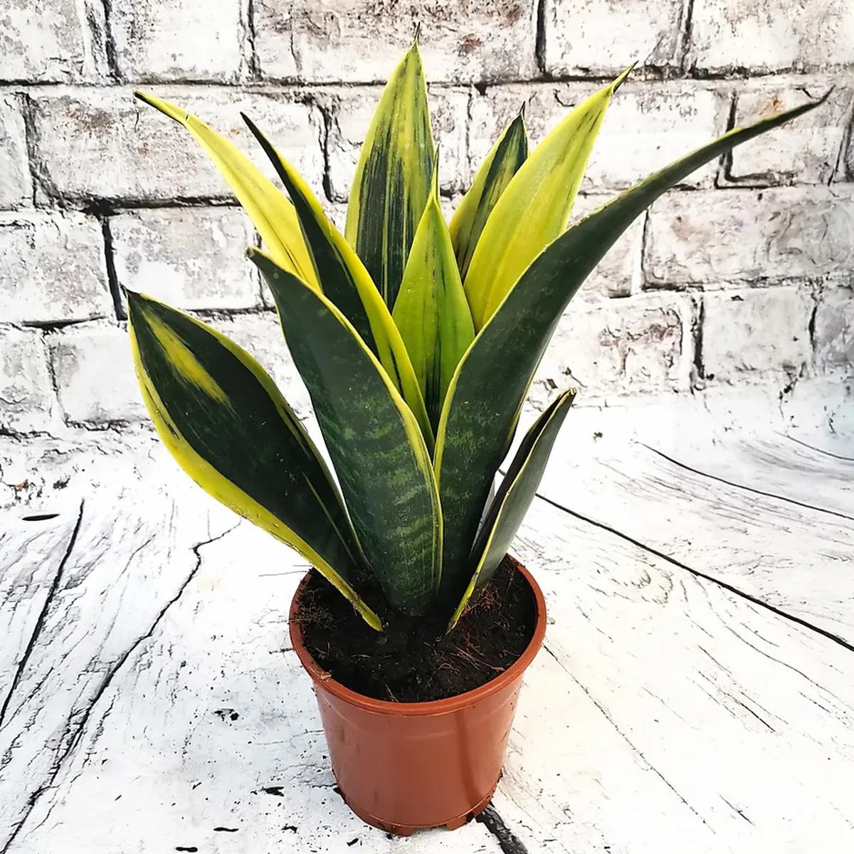 SANSEVIERIA “Golden Flame” - Brestovac